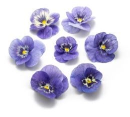 {{productViewItem.photos[photoViewList.activeNavIndex].Alt || productViewItem.photos[photoViewList.activeNavIndex].Description || 'Виола обезвоженная Ice tale - Ледяная сказка (ночь), поштучно'}}