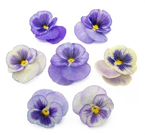 {{productViewItem.photos[photoViewList.activeNavIndex].Alt || productViewItem.photos[photoViewList.activeNavIndex].Description || 'Виола обезвоженная Lilac fog - Сиреневый туман, поштучно'}}