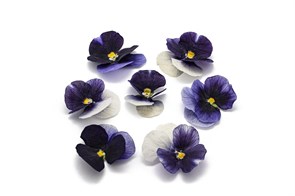 {{productViewItem.photos[photoViewList.activeNavIndex].Alt || productViewItem.photos[photoViewList.activeNavIndex].Description || 'Виола обезвоженная Magic blue - Волшебный синий, поштучно'}}