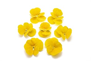 {{productViewItem.photos[photoViewList.activeNavIndex].Alt || productViewItem.photos[photoViewList.activeNavIndex].Description || 'Виола обезвоженная Sunny paradise - Солнечный рай, поштучно'}}