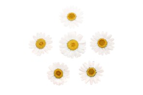 {{productViewItem.photos[photoViewList.activeNavIndex].Alt || productViewItem.photos[photoViewList.activeNavIndex].Description || 'Ромашка обезвоженная Bright Dream - Светлая мечта, поштучно'}}