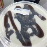 Крафтовое авторское натуральное Мороженое, в ассортименте 41670 - фото 14046