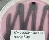 Крафтовое авторское натуральное Мороженое, в ассортименте 41670 - фото 14055